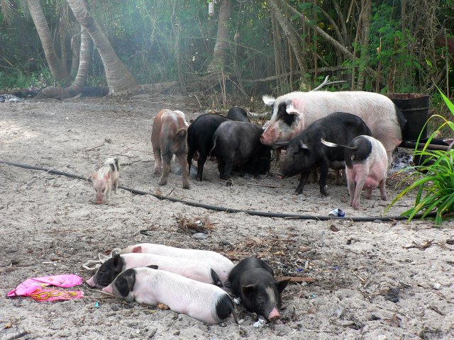 35- Le cochon Farani et sa descendance 